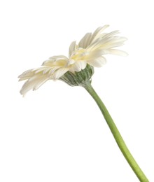 Photo of Beautiful blooming gerbera flower isolated on white