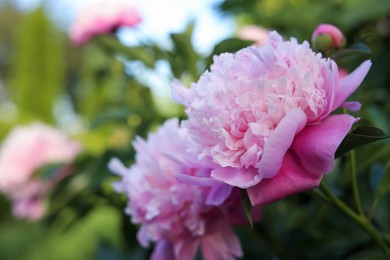 Photo of Blooming peony plant with beautiful pink flowers outdoors, closeup. Space for text