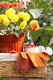 Wicker basket with gardening gloves, potted flowers and tools outdoors