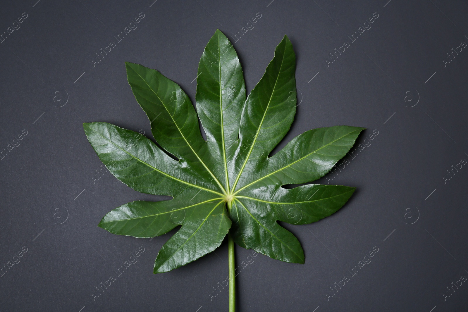 Photo of Big tropical leaf on dark background