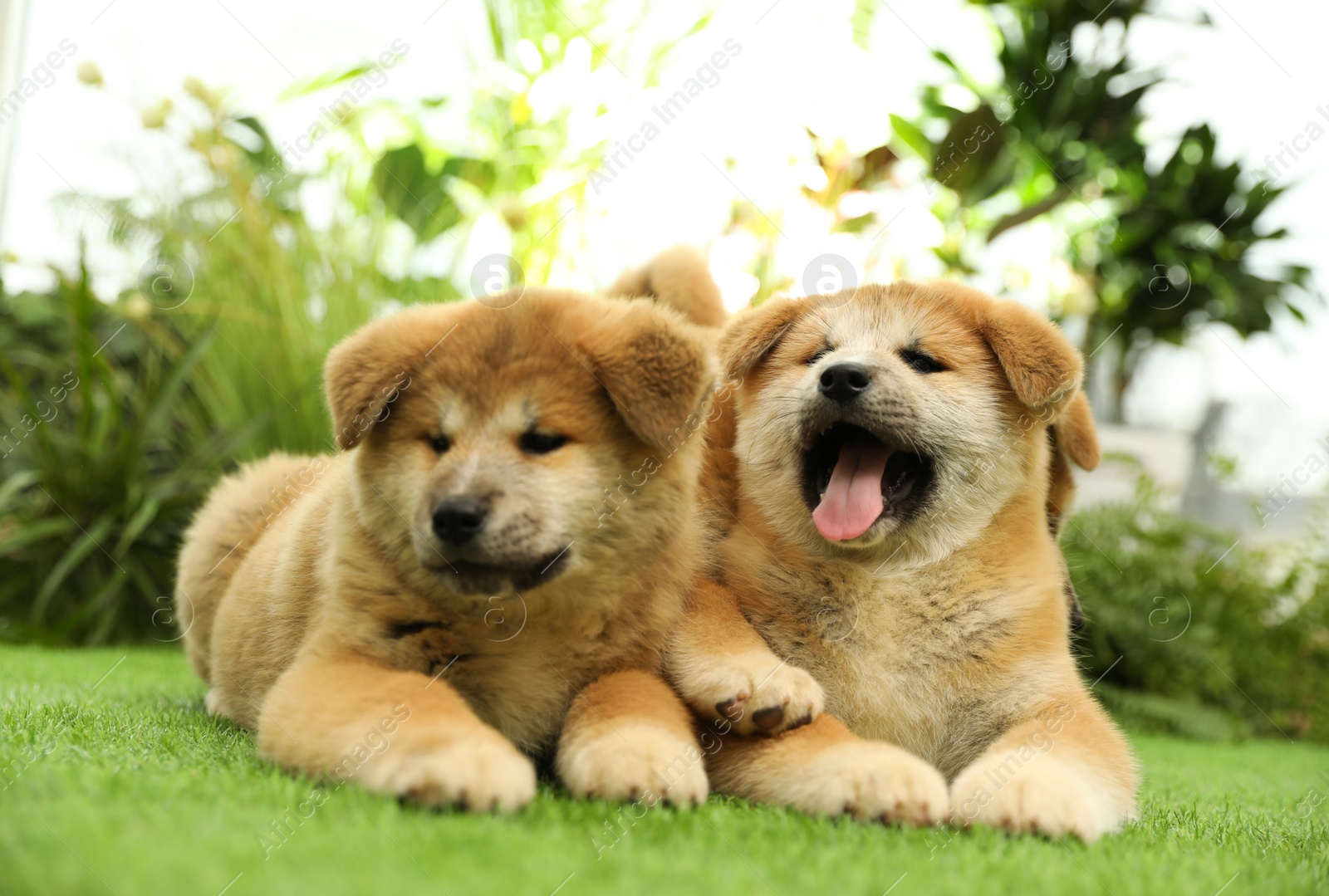 Photo of Cute Akita Inu puppies on green grass outdoors. Baby animals