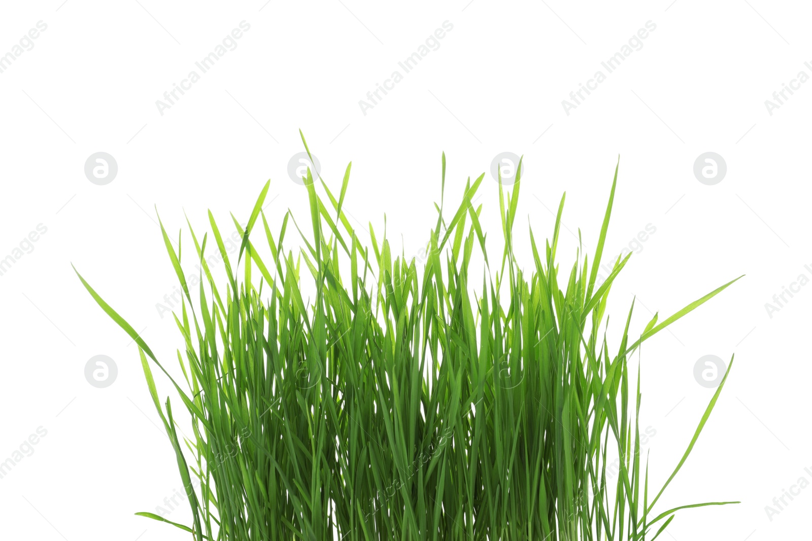 Photo of Green organic wheat grass on white background