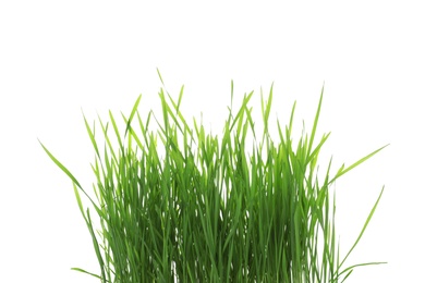 Green organic wheat grass on white background