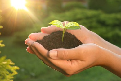 Photo of Woman holding soil with seedling outdoors, closeup. Planting tree