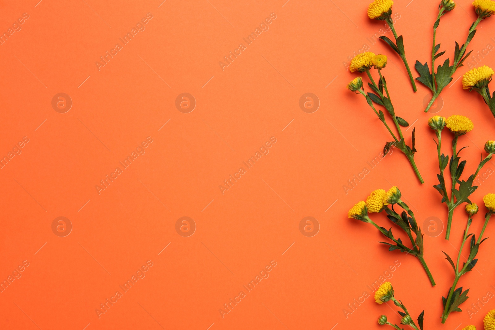 Photo of Beautiful yellow chrysanthemum flowers on orange background, flat lay. Space for text