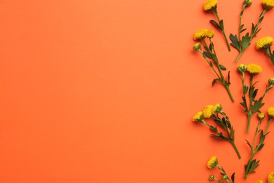 Photo of Beautiful yellow chrysanthemum flowers on orange background, flat lay. Space for text