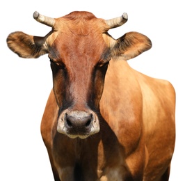 Image of Cute brown cow on white background, closeup view. Animal husbandry