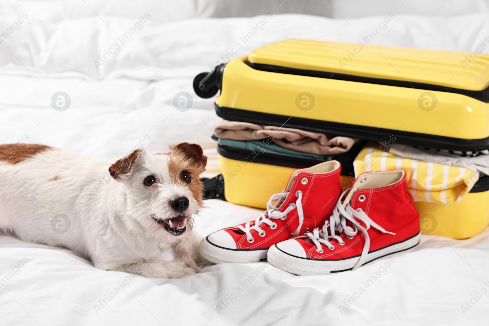 Photo of Travel with pet. Dog, clothes, shoes and suitcase on bed indoors