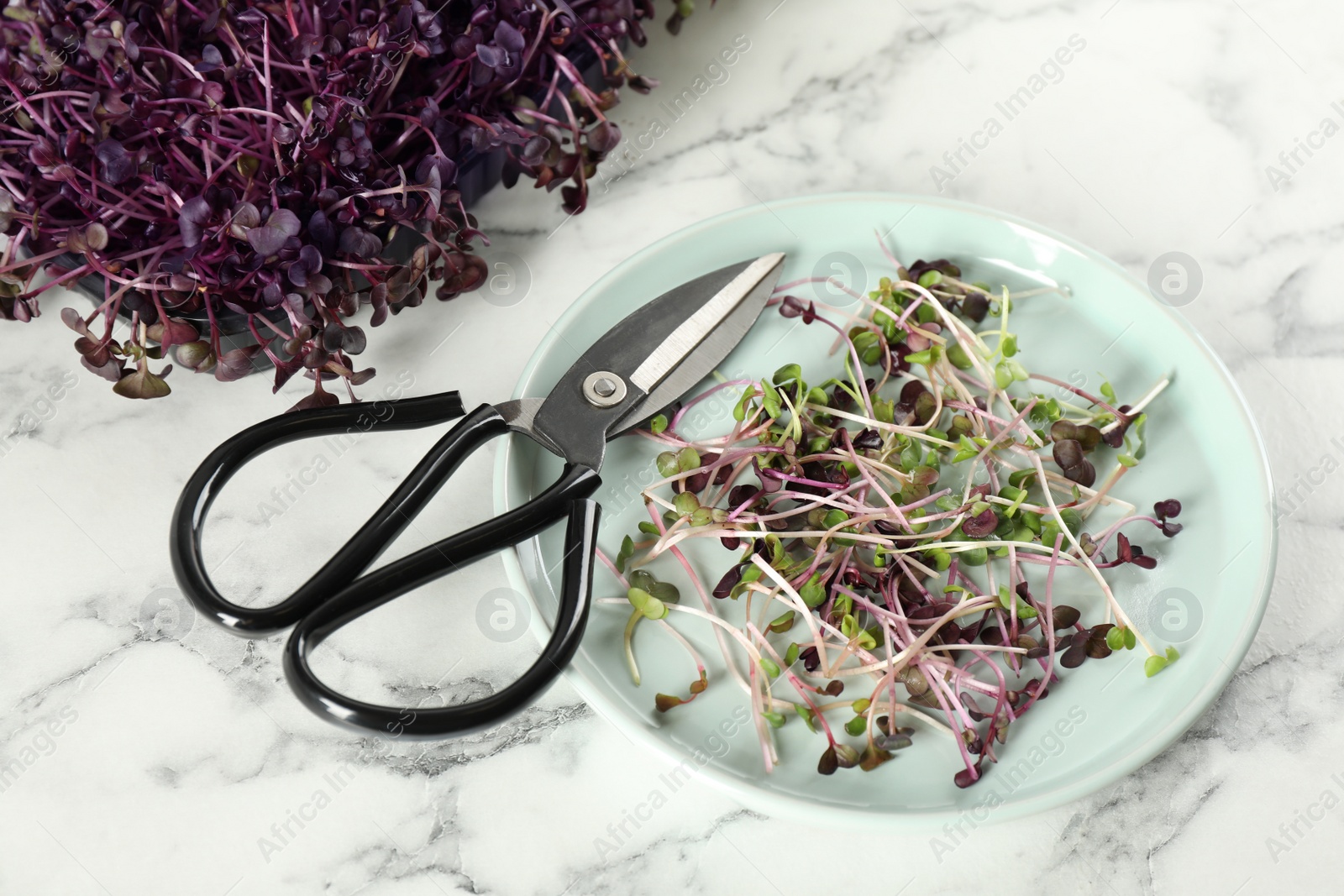 Photo of Fresh radish microgreens and scissors on white marble table, above view