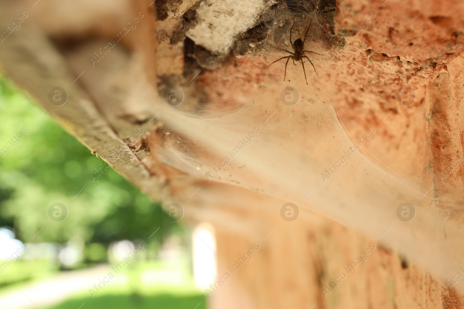 Photo of Cobweb and spider on old building outdoors, closeup