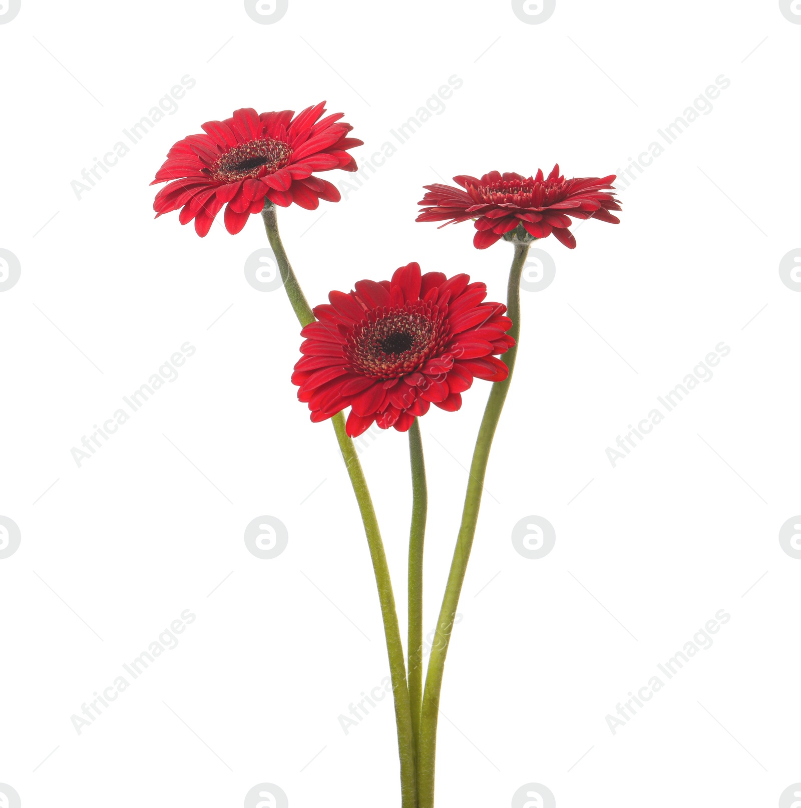 Photo of Bouquet of beautiful red gerbera flowers on white background