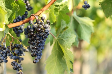 Fresh ripe juicy grapes growing in vineyard