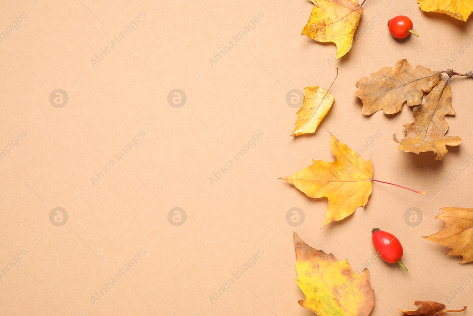 Photo of Flat lay composition with autumn leaves on beige background, space for text