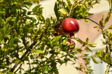 Photo of Pomegranate tree with ripening fruit outdoors on sunny day, space for text