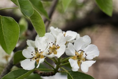 Photo of Pear tree with white blossoms, closeup view. Spring season