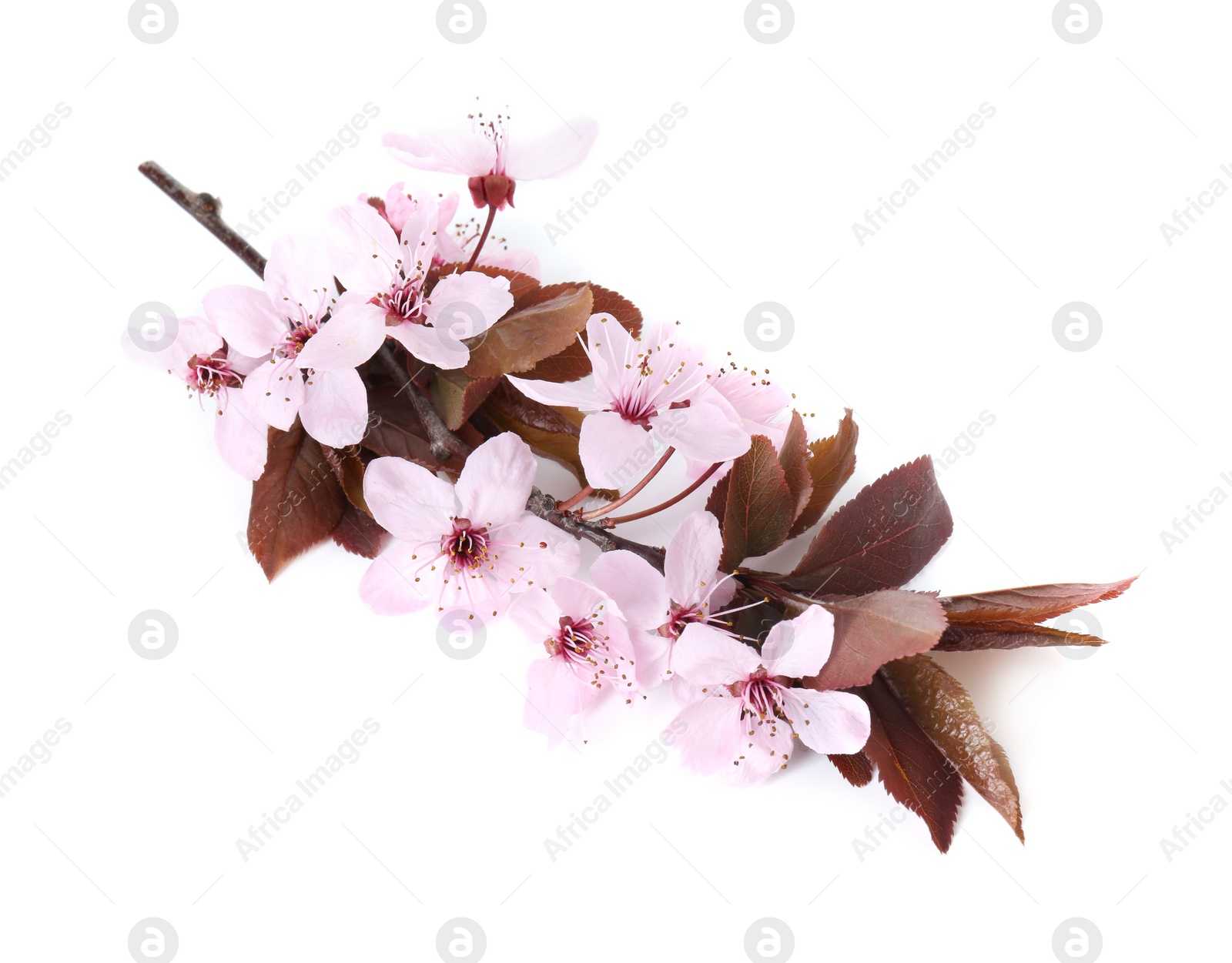 Photo of Spring season. Tree branch with beautiful blossoms isolated on white, top view
