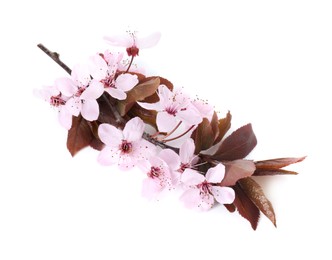 Spring season. Tree branch with beautiful blossoms isolated on white, top view