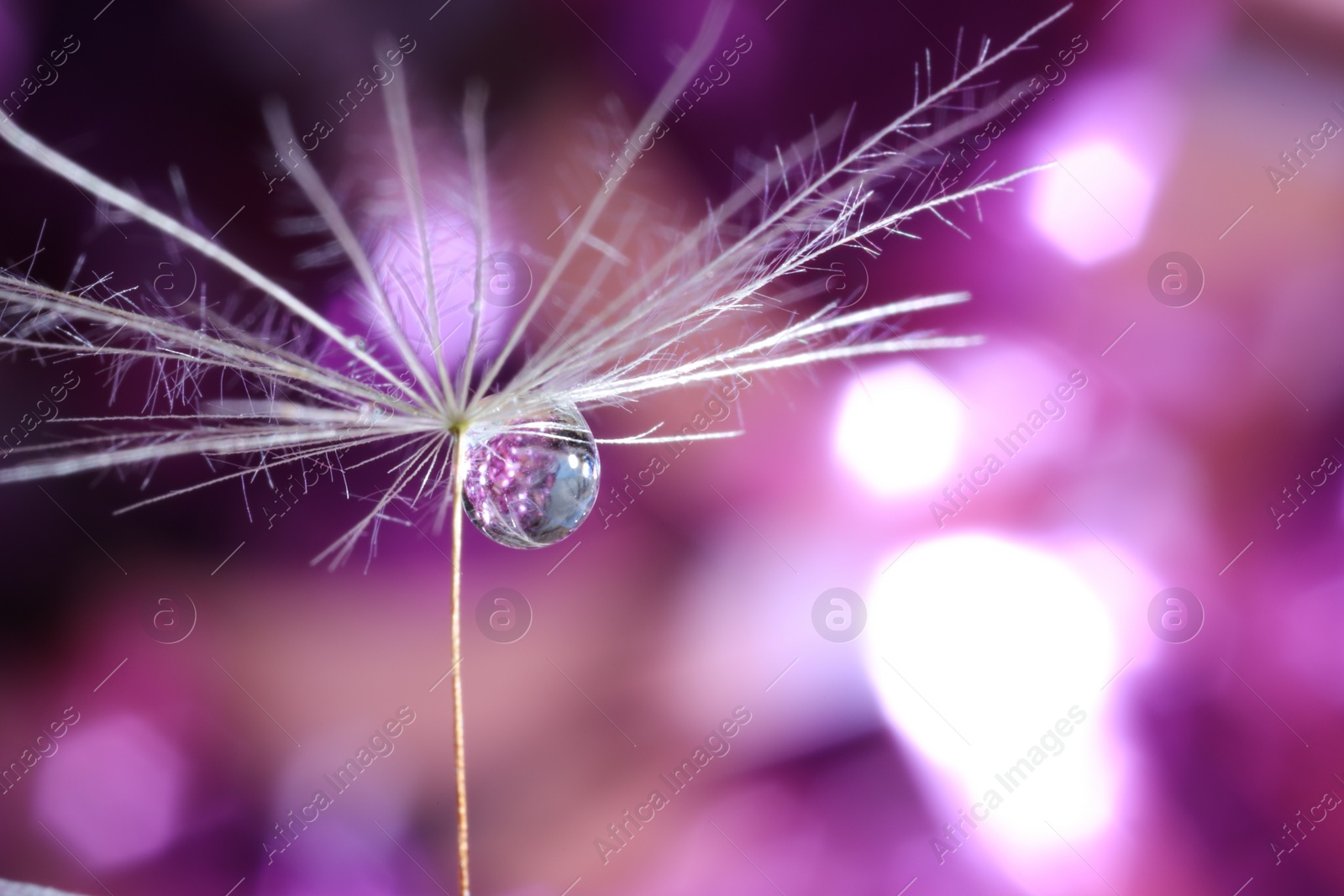 Photo of Seeds of dandelion flower with water drop on blurred background, macro photo
