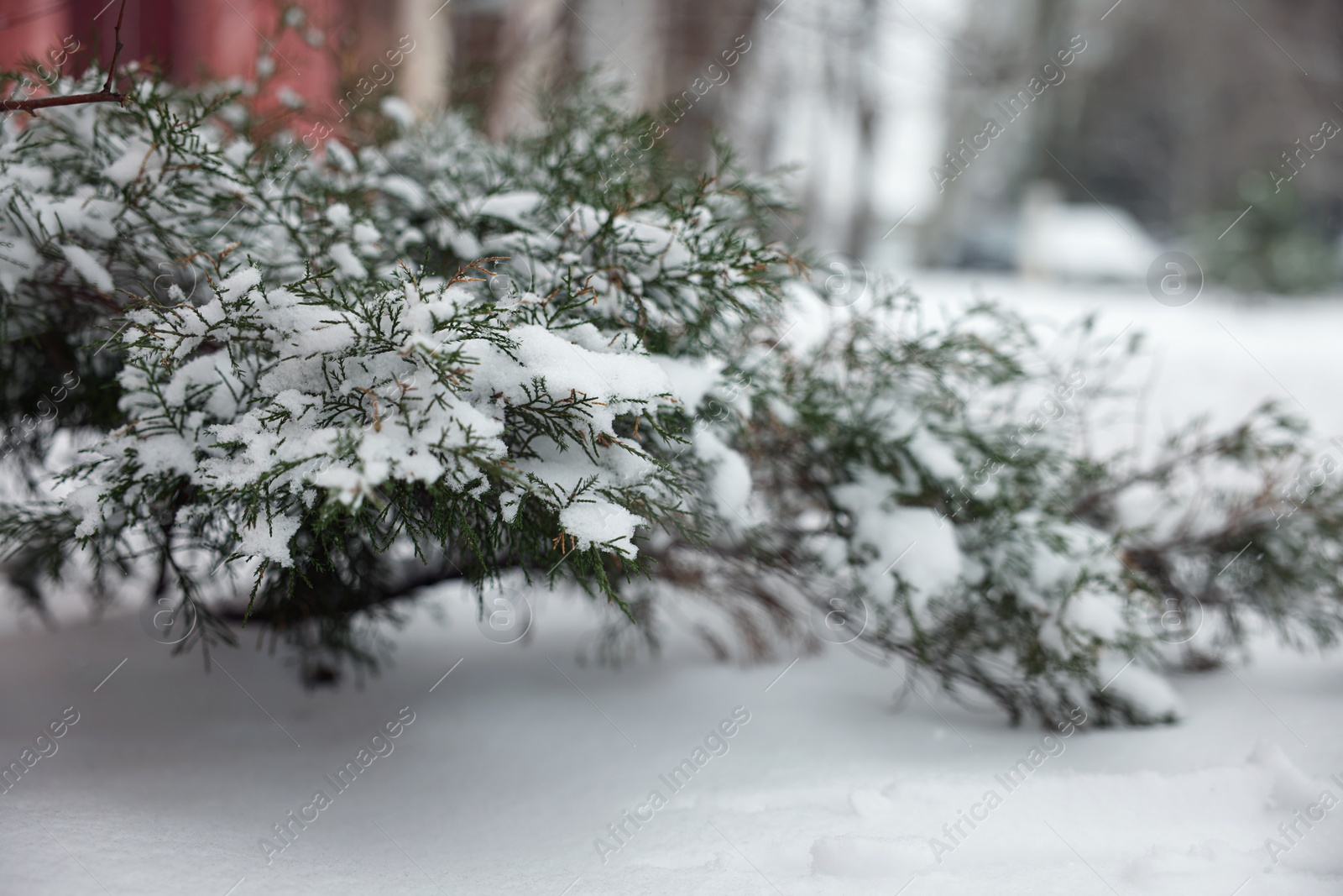 Photo of Branch of coniferous tree covered with snow