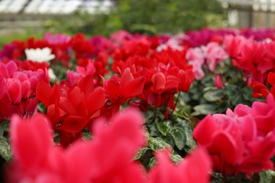 Many blooming flowers in greenhouse, closeup view. Home gardening