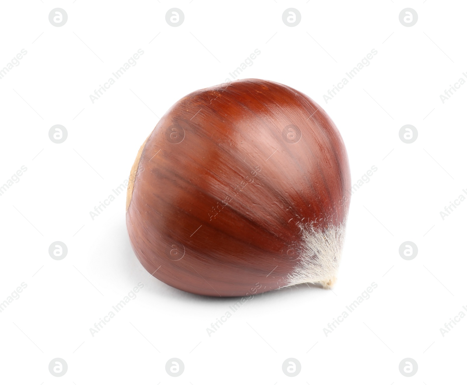Photo of Fresh sweet edible chestnut isolated on white