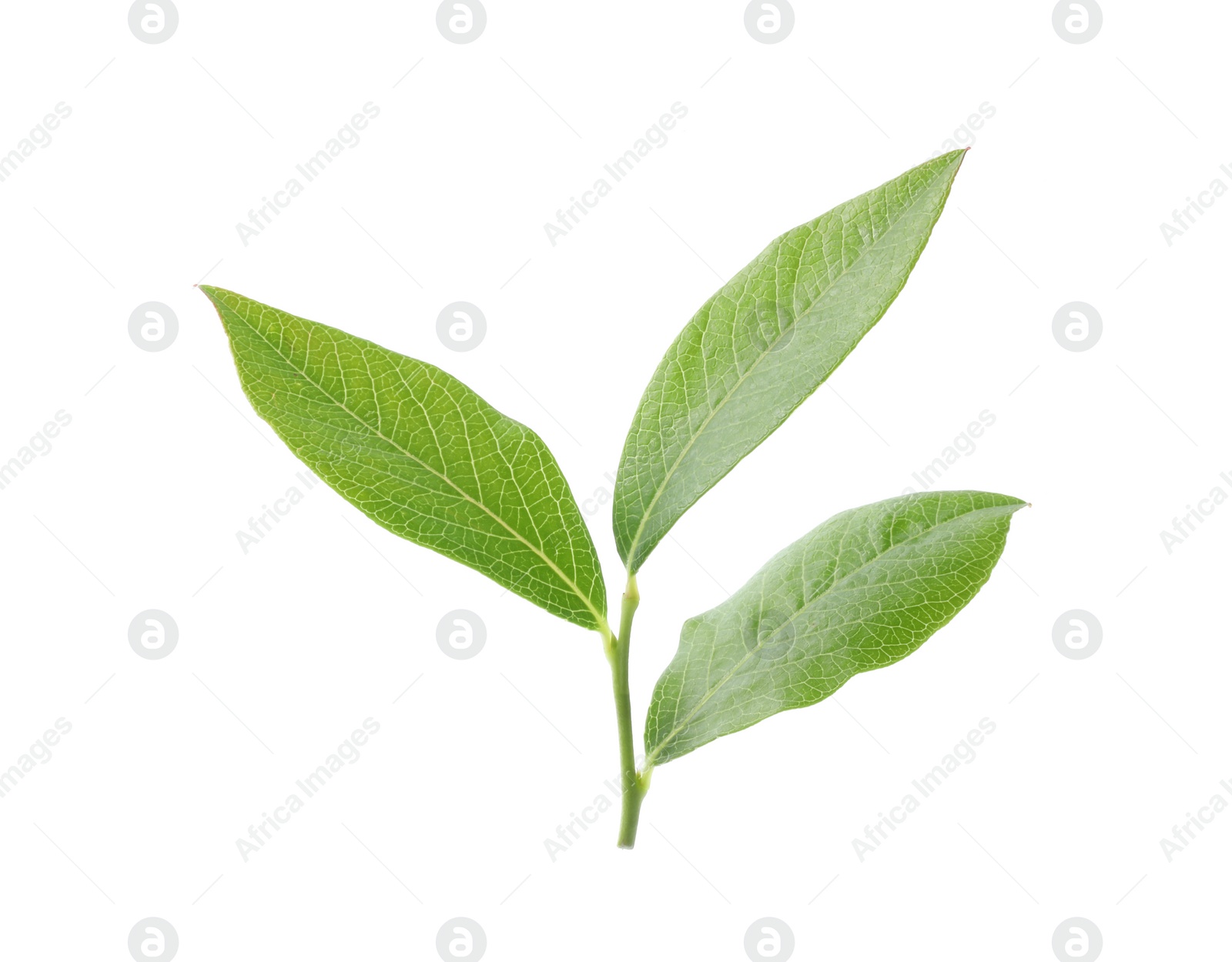 Photo of Stem with blueberry leaves isolated on white