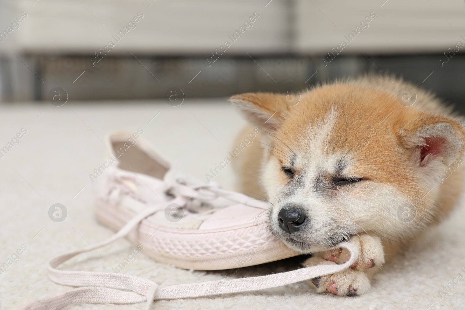 Photo of Cute akita inu puppy with shoe on carpet in living room