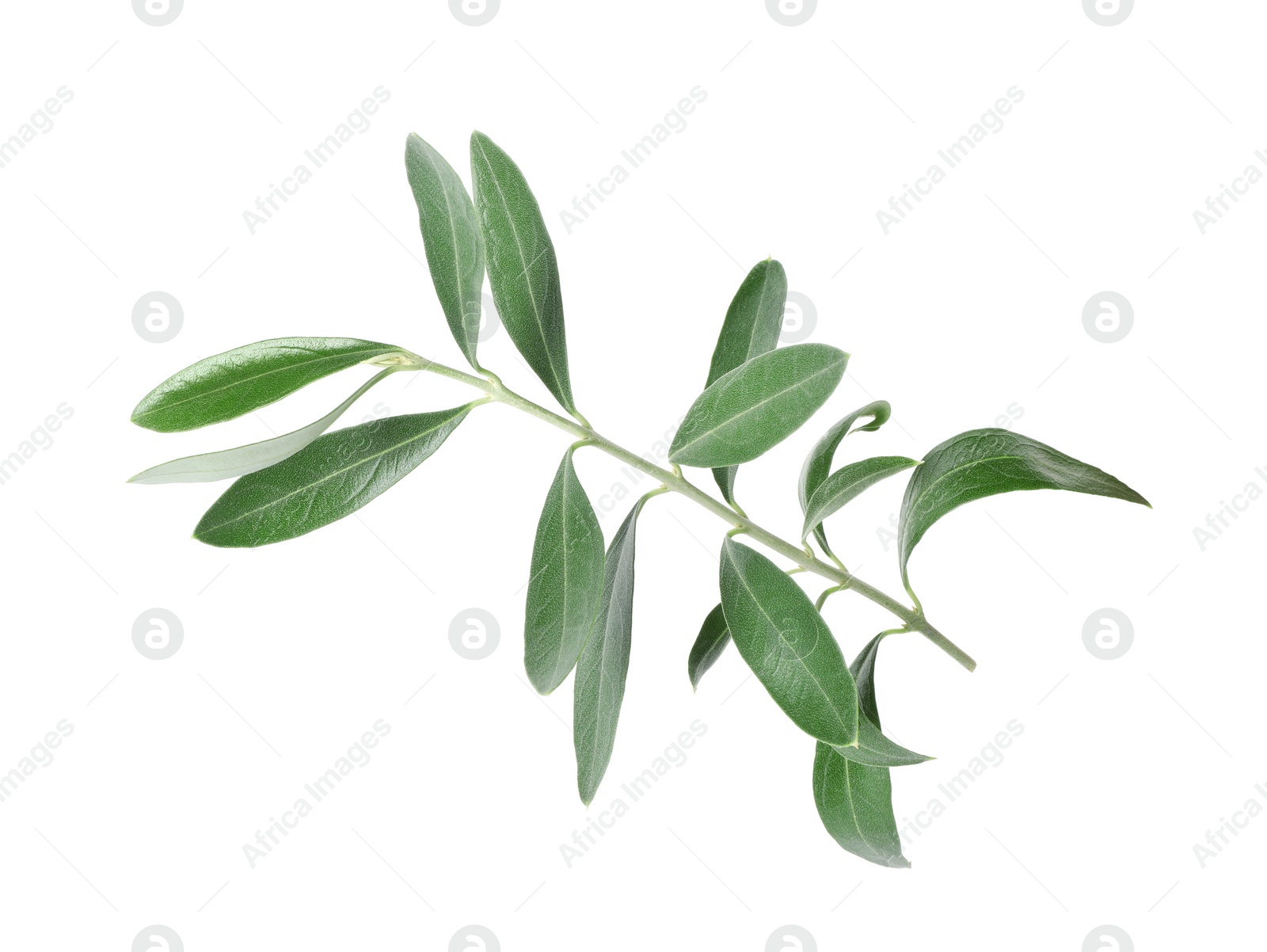 Photo of Twig with fresh green olive leaves on white background