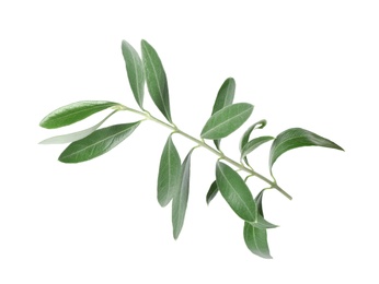 Twig with fresh green olive leaves on white background