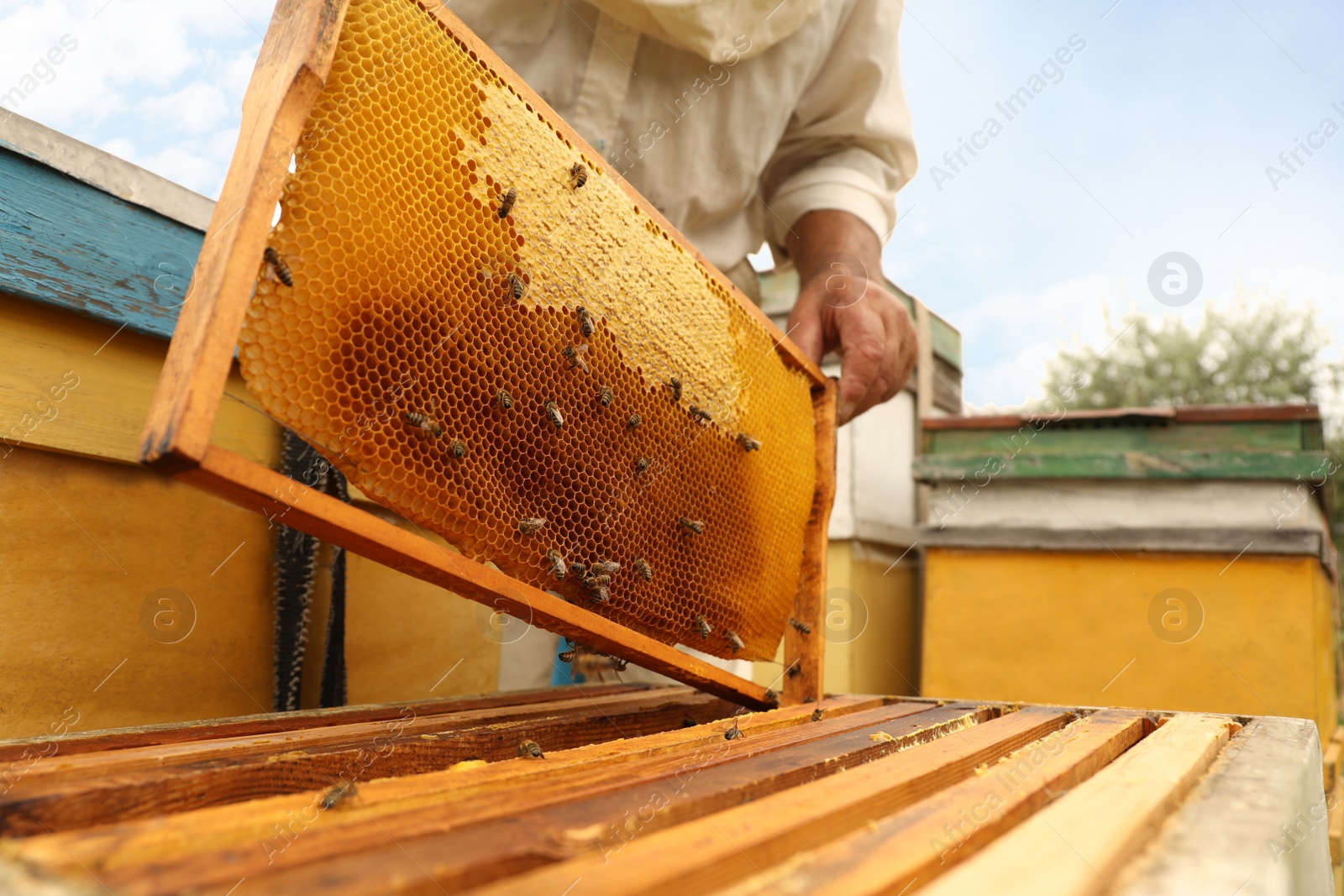 Photo of Beekeeper in uniform taking frame from hive at apiary, closeup. Harvesting honey