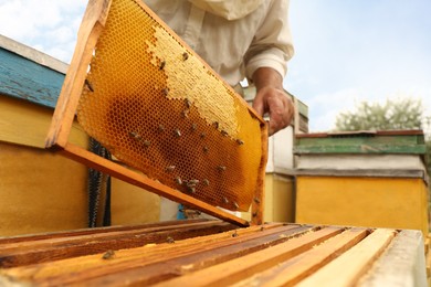 Beekeeper in uniform taking frame from hive at apiary, closeup. Harvesting honey