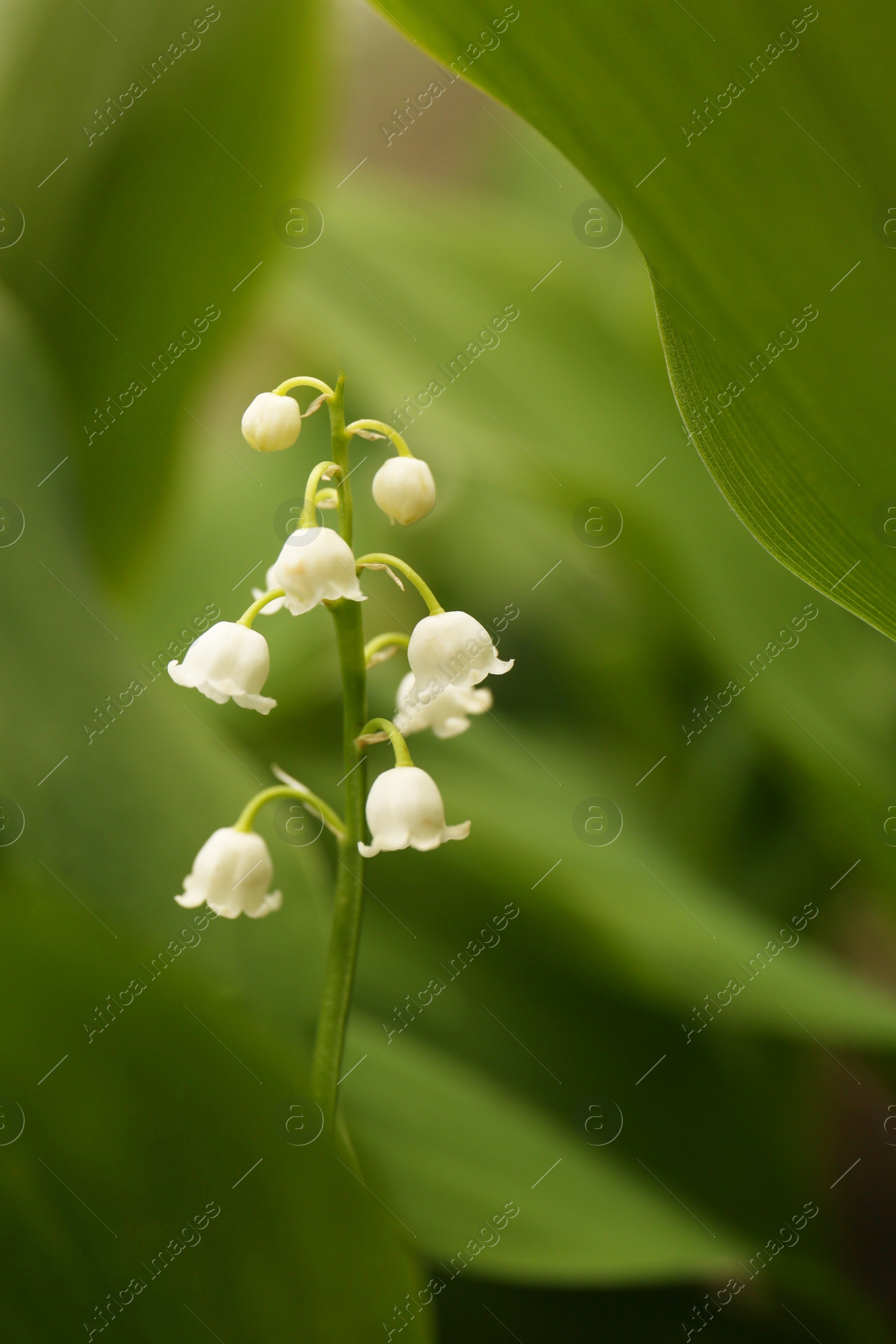 Photo of Beautiful lily of the valley flower on blurred background, closeup