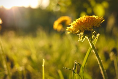 Photo of Beautiful yellow dandelion in bright green grass at sunset, closeup. Space for text