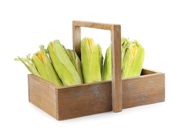 Ripe raw corn cobs in wooden basket isolated on white