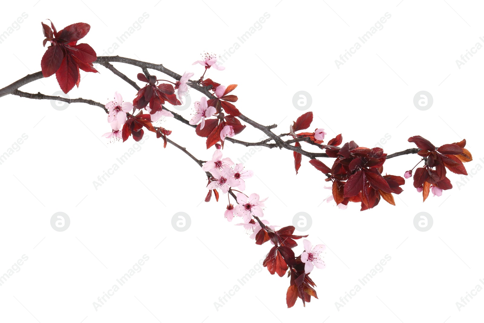 Photo of Spring tree branch with beautiful blossoms isolated on white