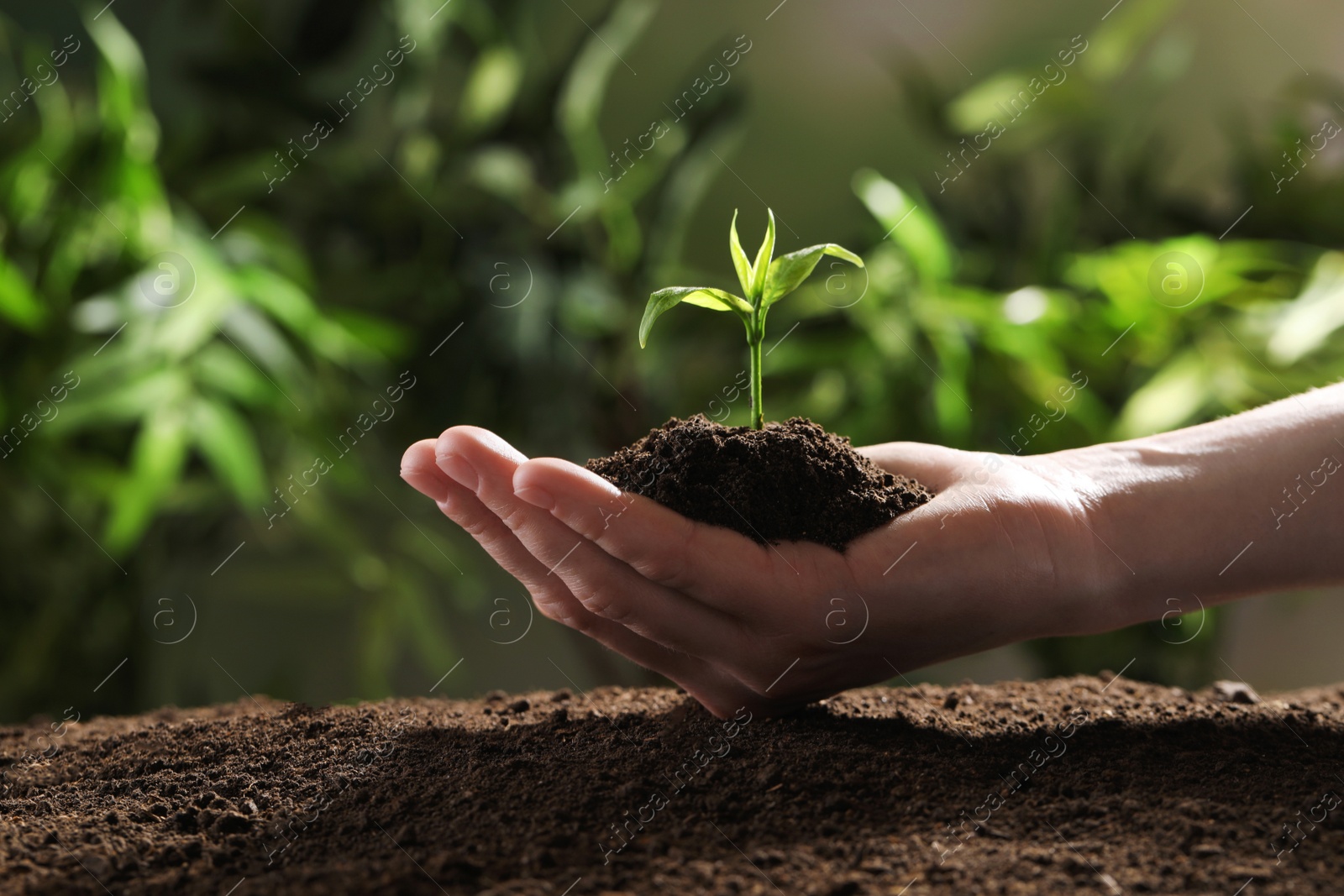 Photo of Woman holding young green seedling in soil against blurred background, closeup