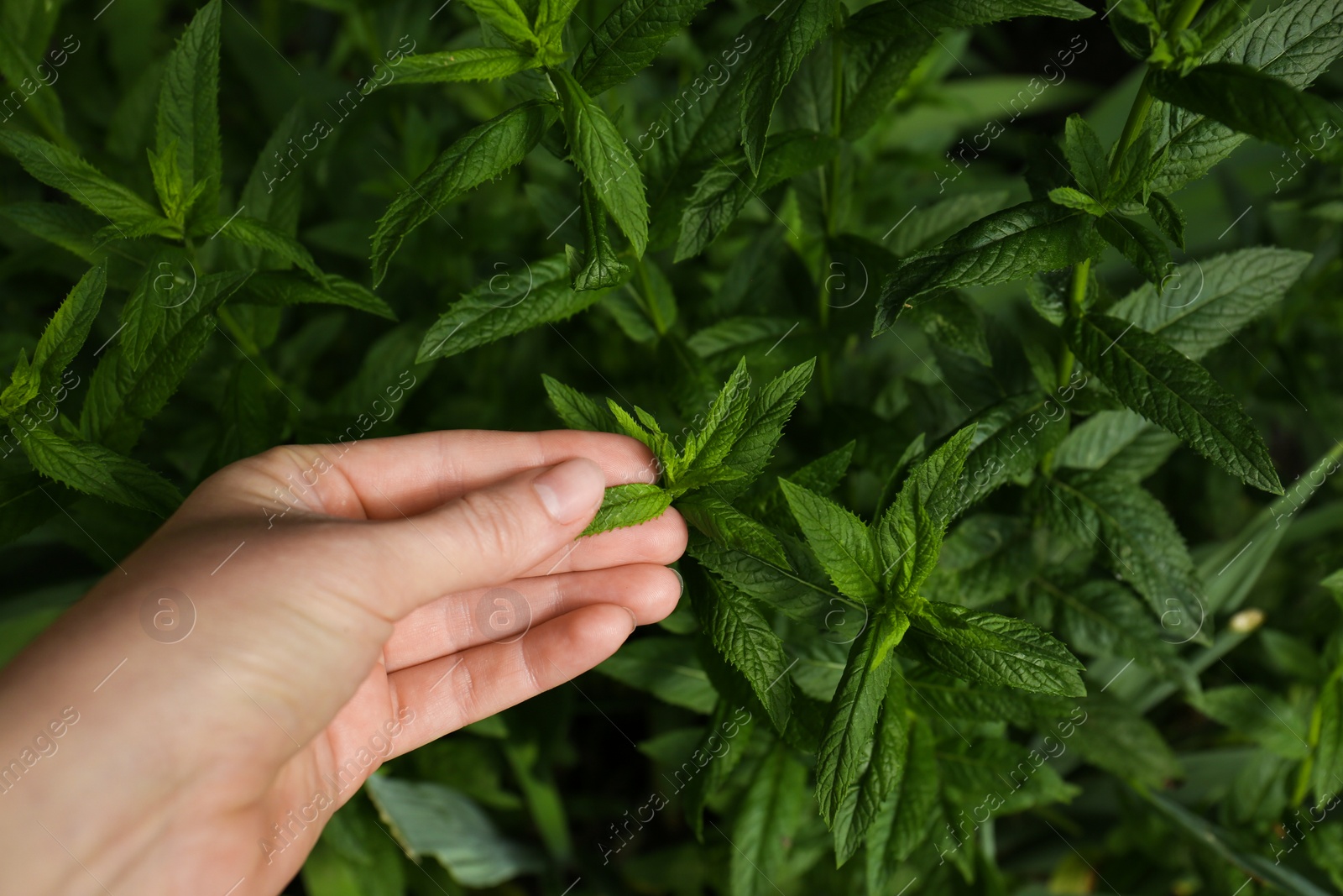 Photo of Woman picking fresh green mint outdoors, closeup