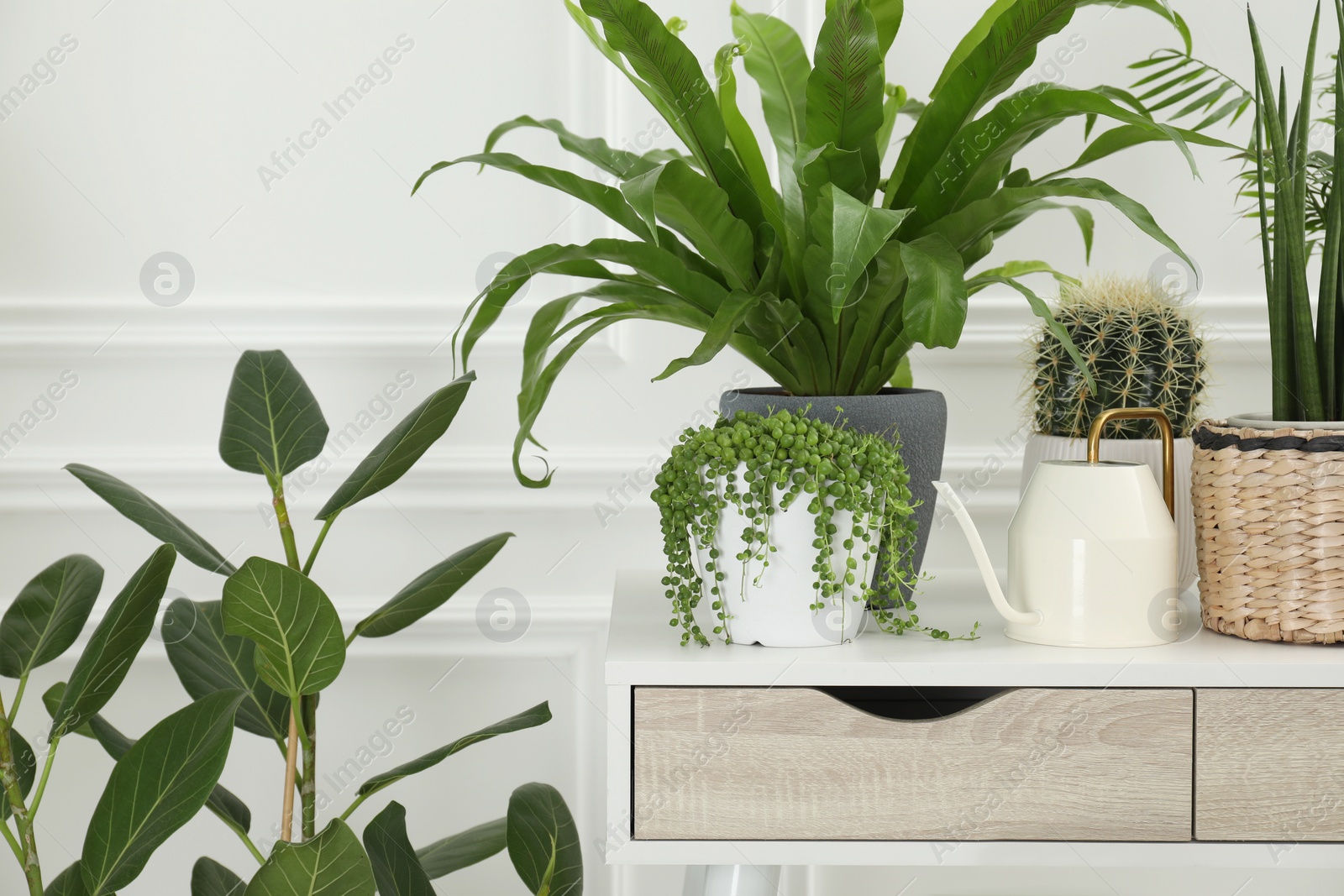 Photo of Many green potted houseplants on table near white wall