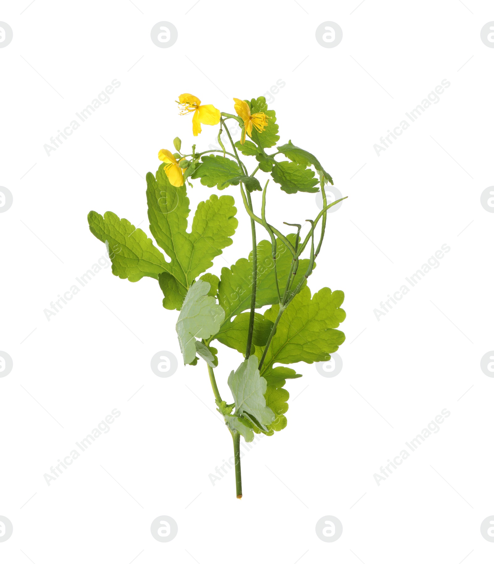 Photo of Celandine with yellow flowers and green leaves isolated on white