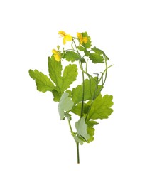 Photo of Celandine with yellow flowers and green leaves isolated on white