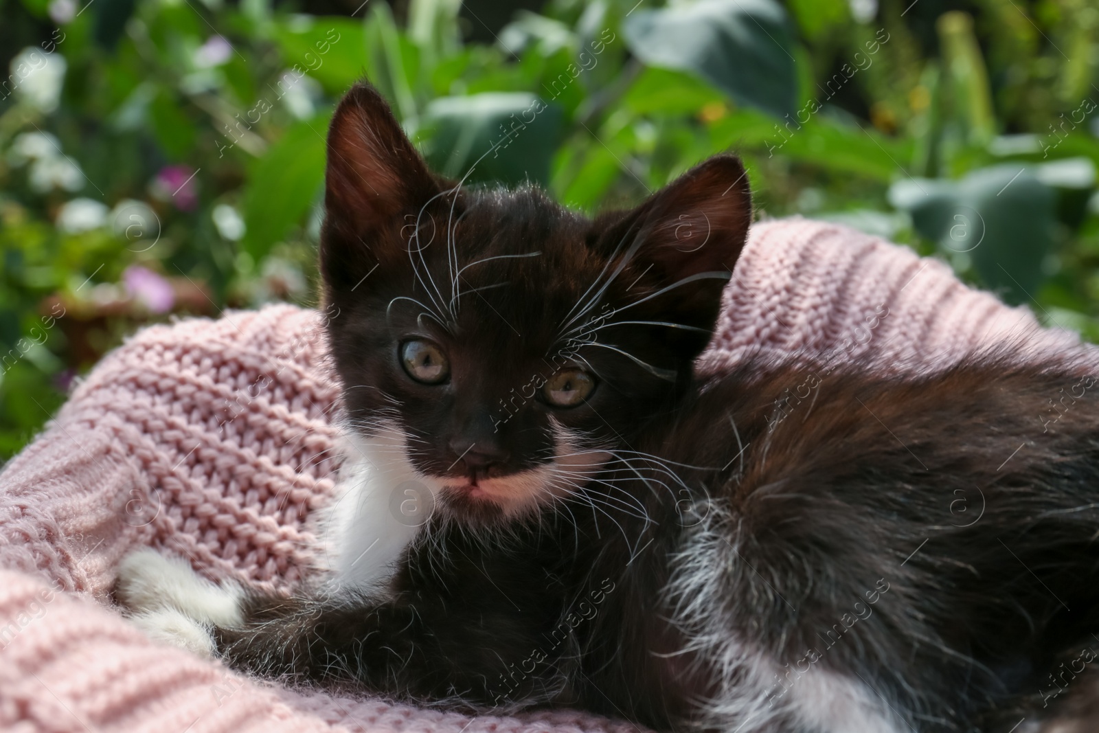 Photo of Cute cat resting on pink knitted fabric outdoors, closeup