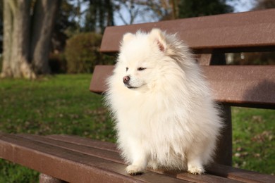 Cute fluffy Pomeranian dog on wooden bench outdoors. Lovely pet