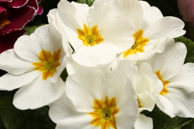Beautiful primula (primrose) plant with white flowers, closeup. Spring blossom
