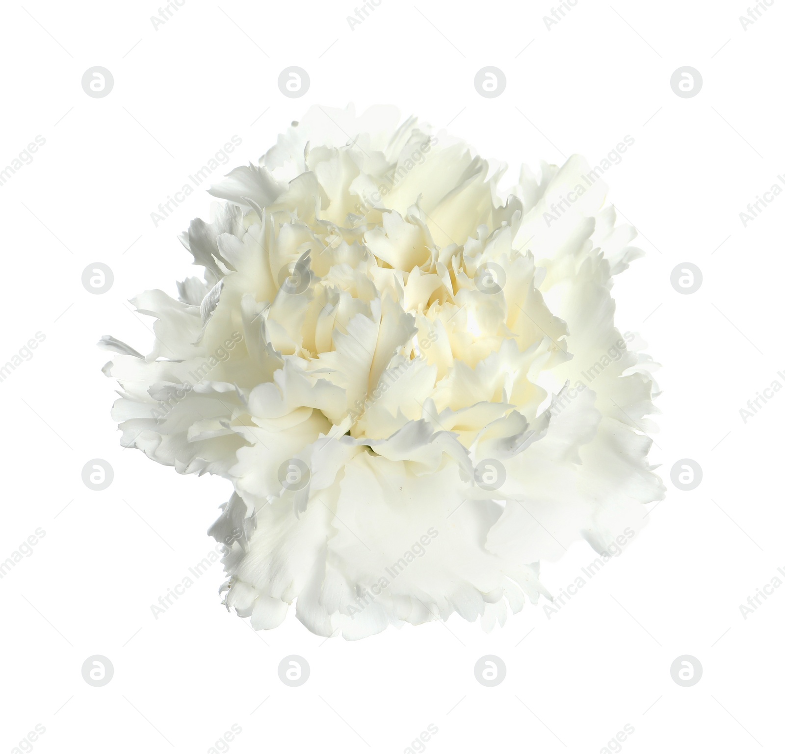 Photo of Beautiful aromatic carnation flower isolated on white