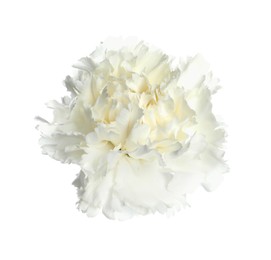 Photo of Beautiful aromatic carnation flower isolated on white