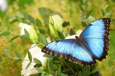 Beautiful Blue Morpho butterfly on eustoma flower outdoors