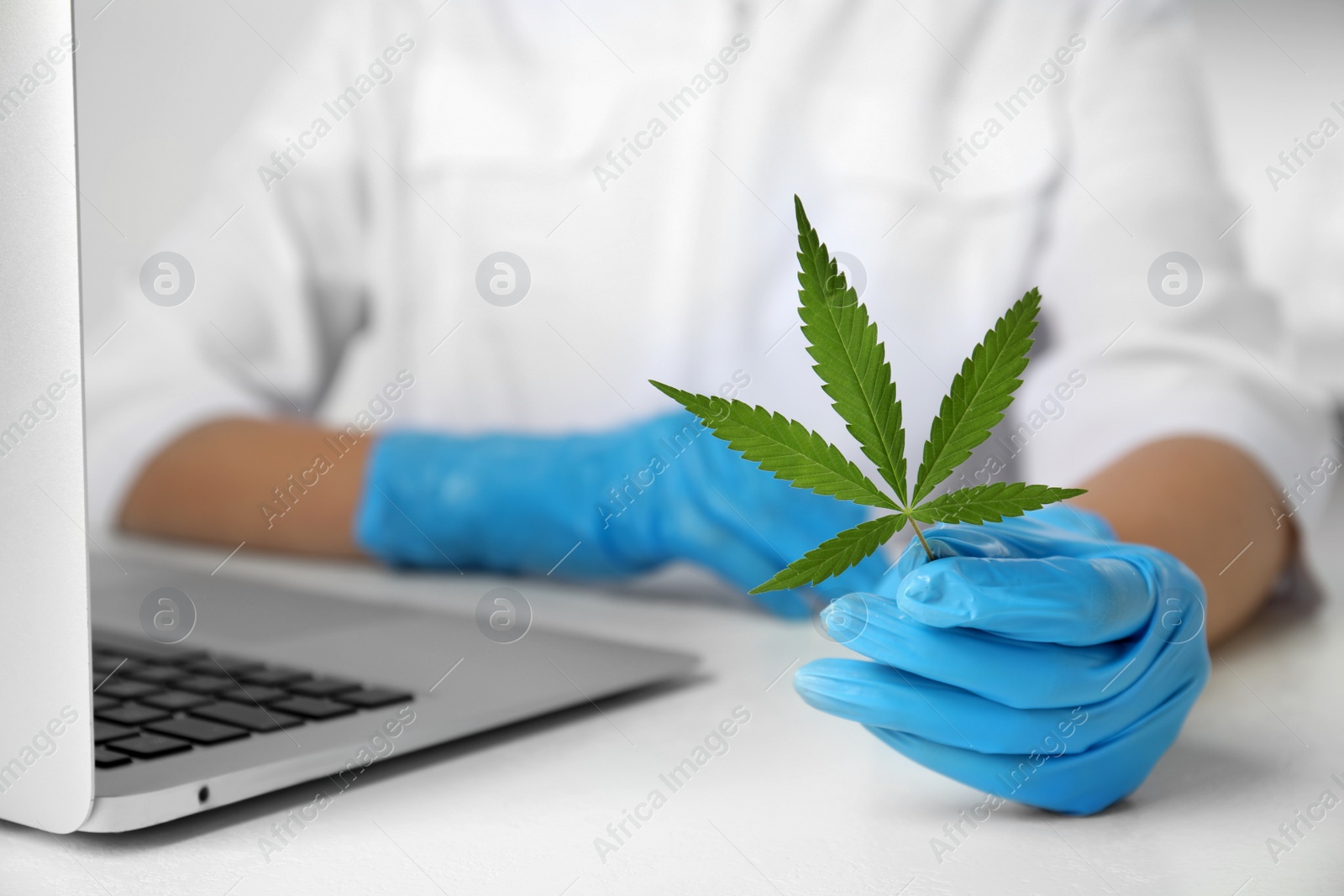 Photo of Scientist with hemp in office, closeup. Medical cannabis