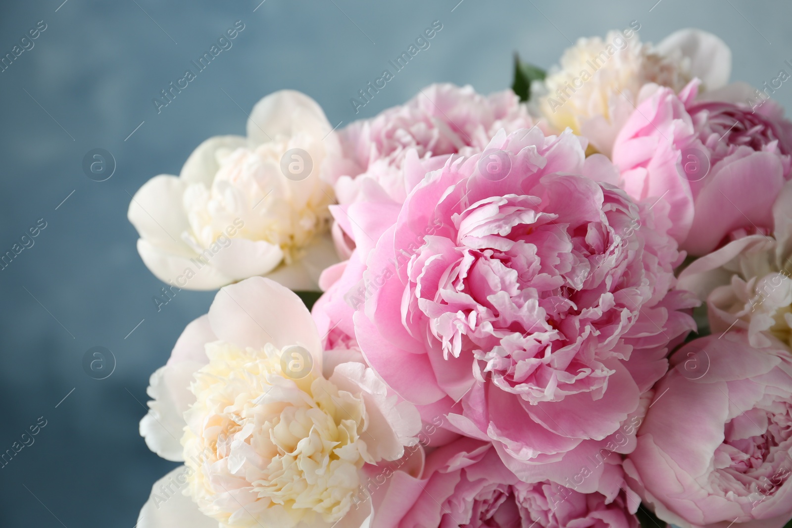 Photo of Beautiful aromatic peonies on blurred background, closeup