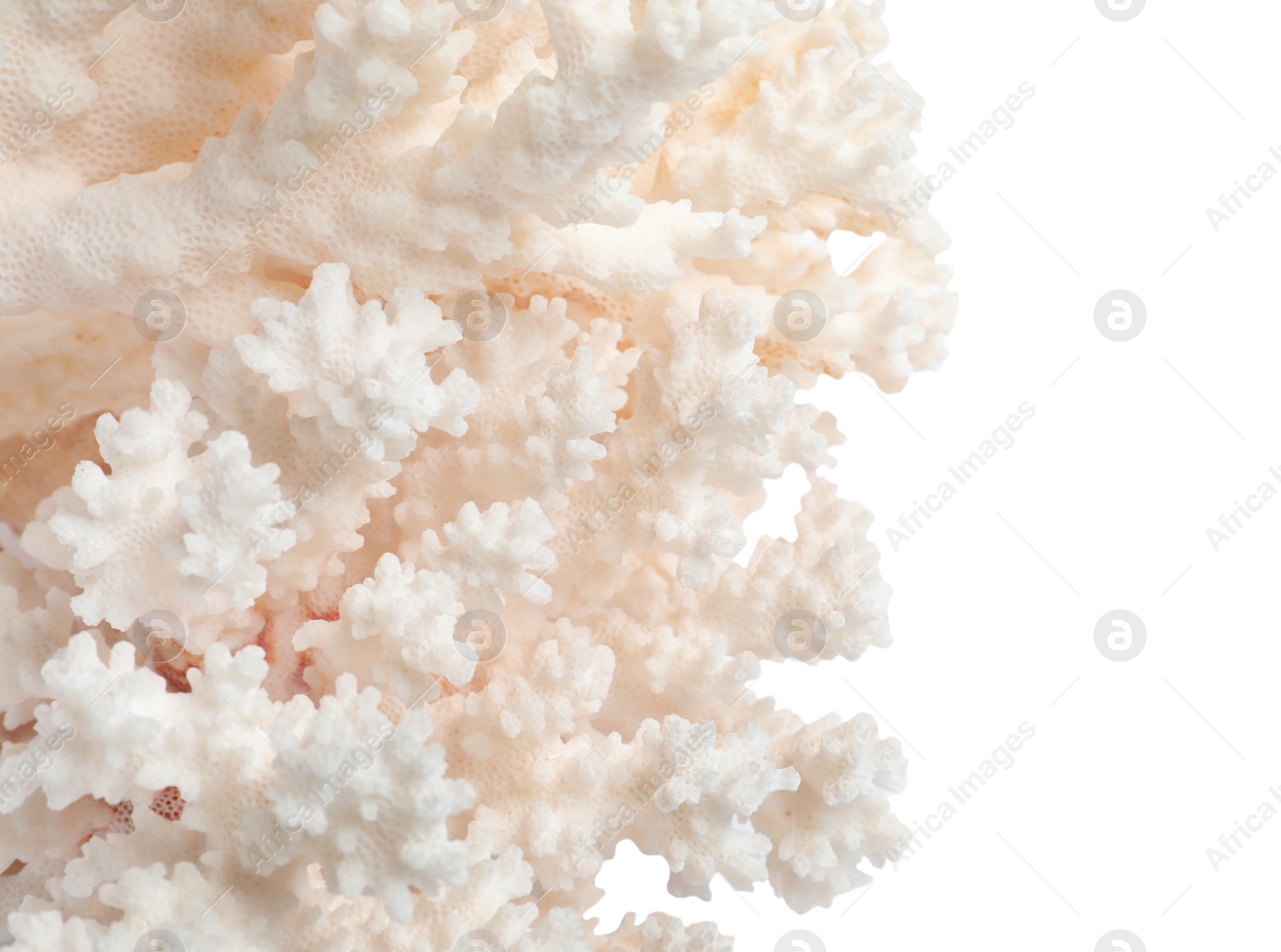 Photo of Beautiful exotic sea coral isolated on white, closeup