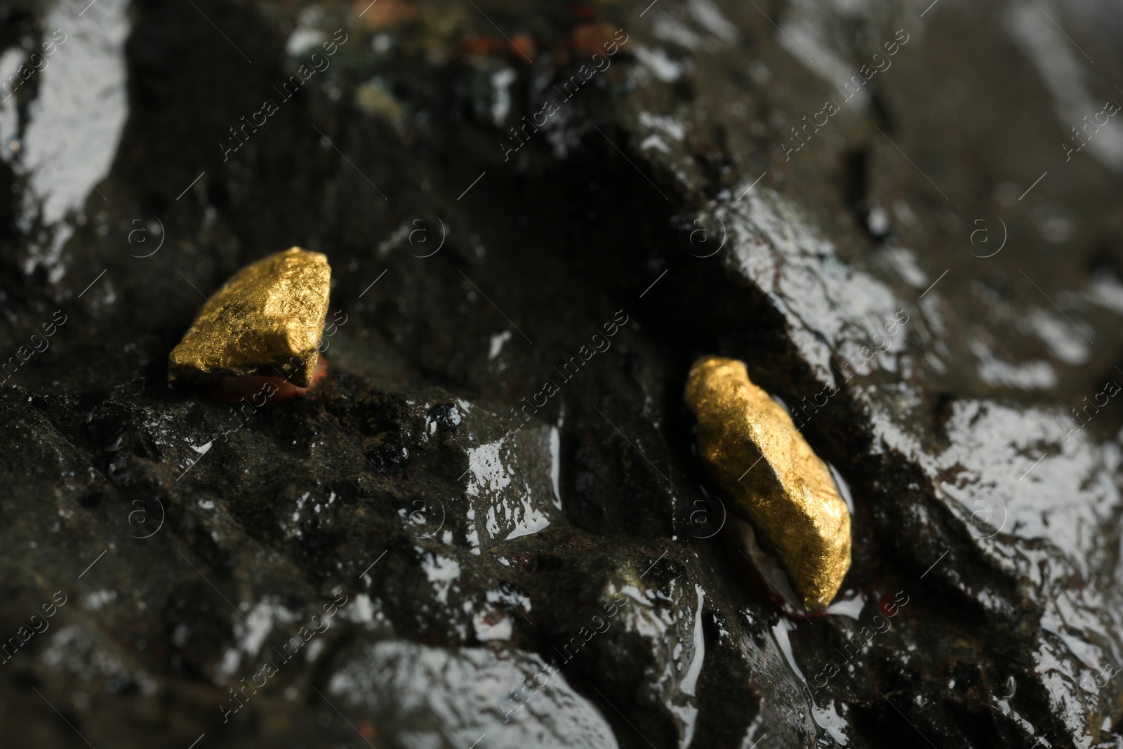 Photo of Shiny gold nuggets on wet stone, closeup